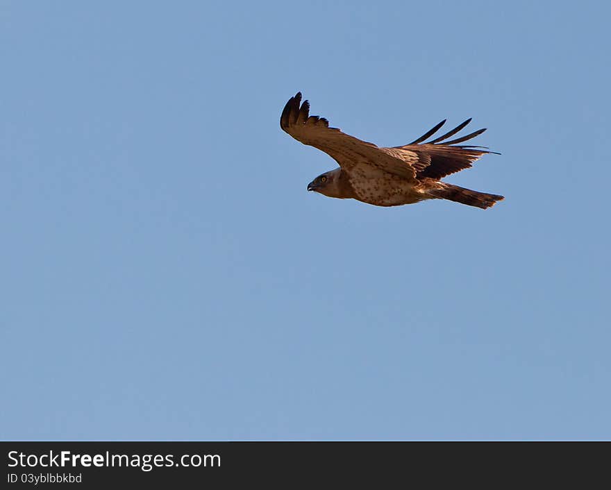 A beautiful and majestic Short-toed Eagle (Circaetus gallicus) shows it´s characteristic big and pungent eyes as he passes by. A beautiful and majestic Short-toed Eagle (Circaetus gallicus) shows it´s characteristic big and pungent eyes as he passes by.