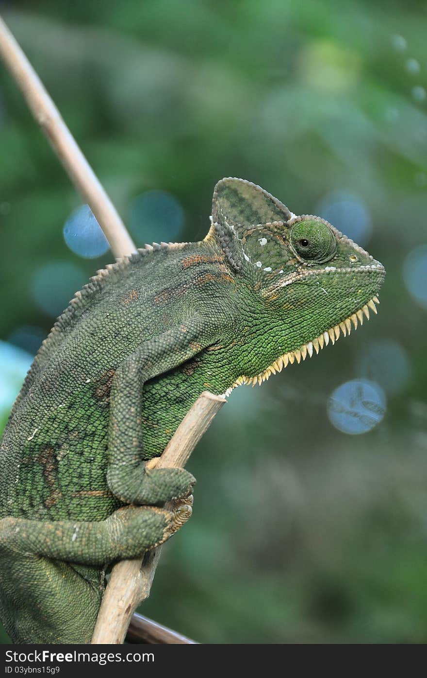 The Posing Chameleon