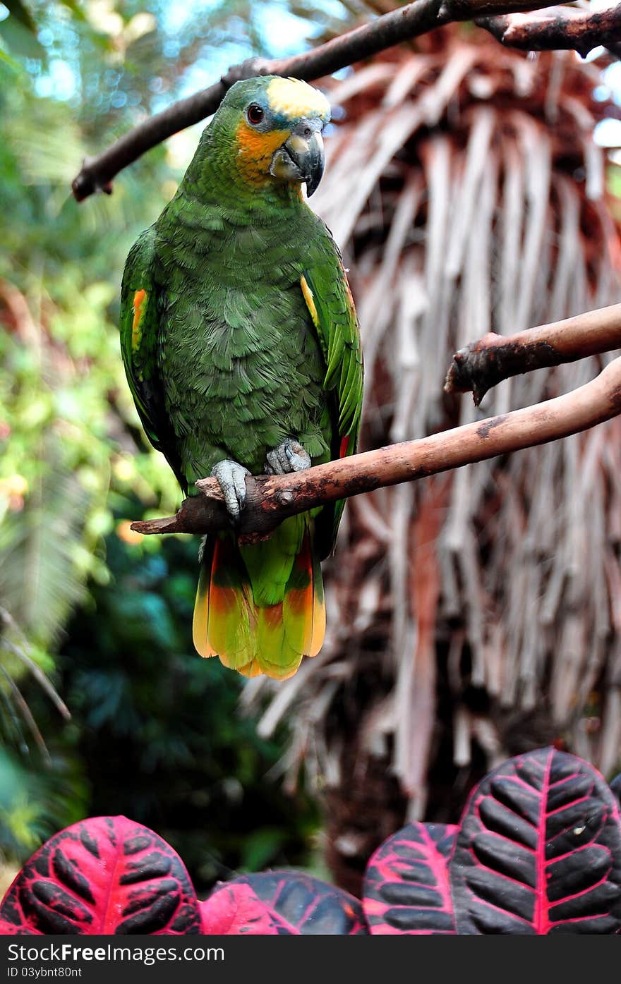 Orange Tipped African Parrot