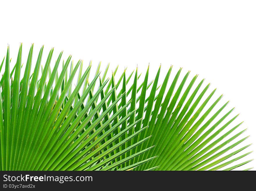 Palm leaf isolated on white background