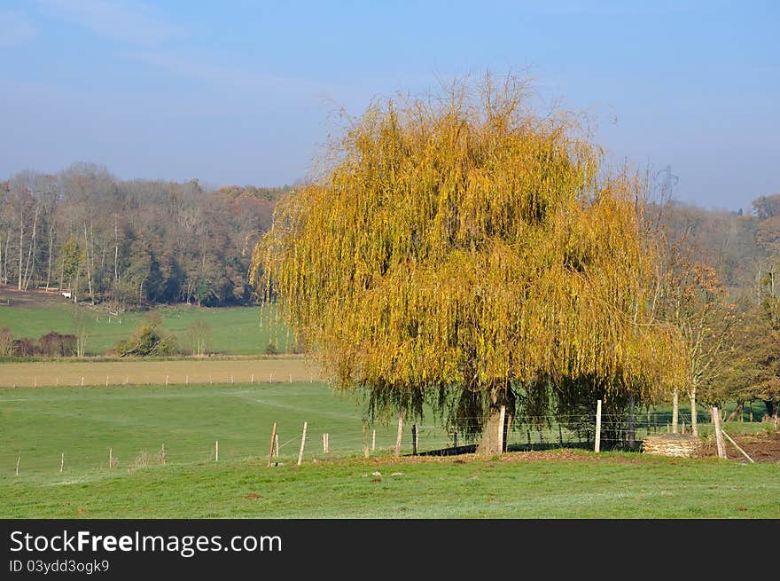 Rural scene