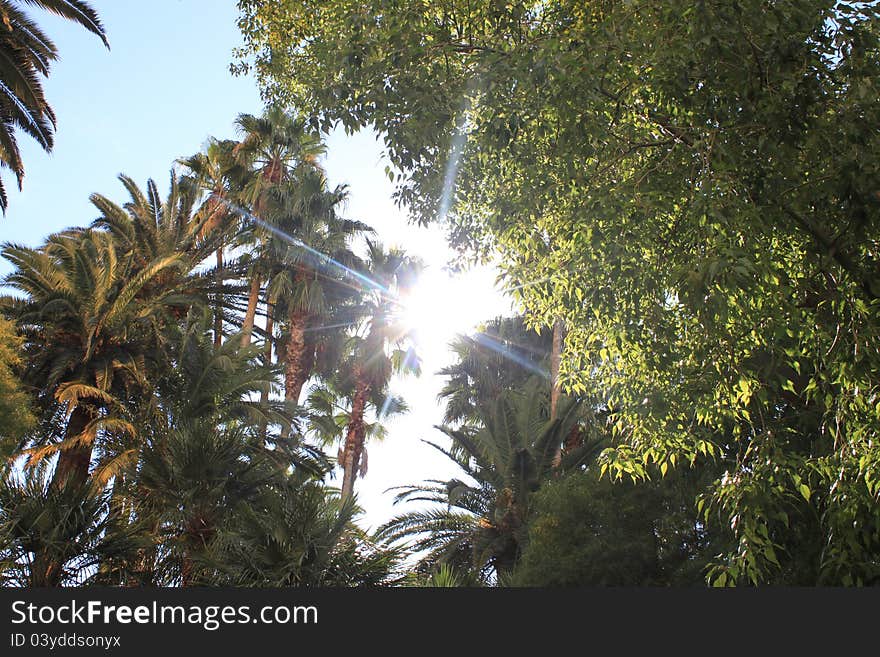 Tropical trees on blue sunny sky