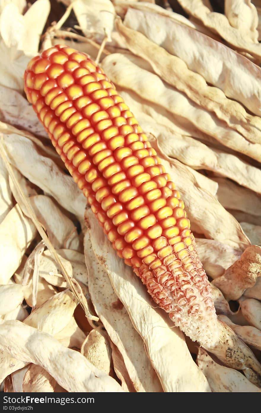 Corn and dried beans sitting in a basket. Corn and dried beans sitting in a basket