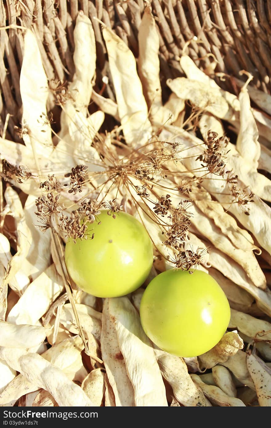 Green tomatoes, fennel and dried beans sitting in a basket. Green tomatoes, fennel and dried beans sitting in a basket