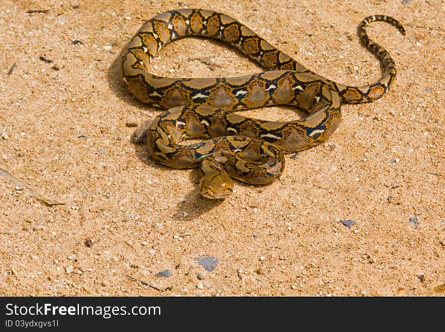 The Boa snake on sand