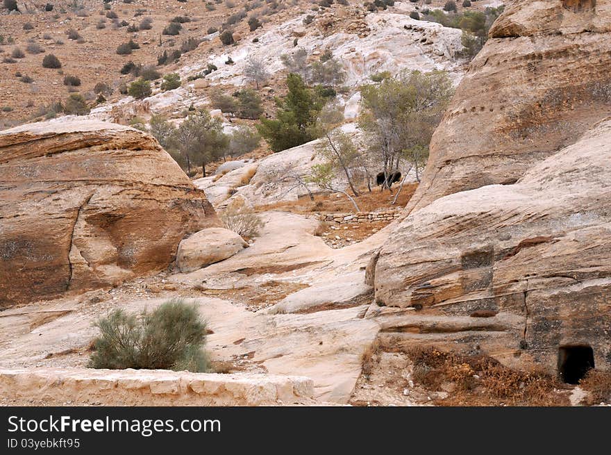 Sparse Vegetation in the Mountains of Petra