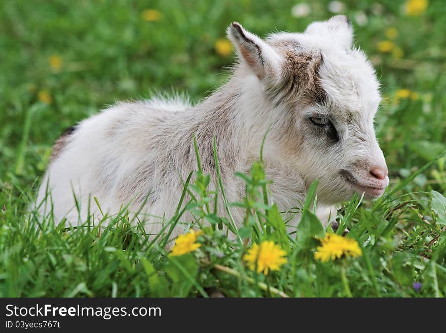 Goatling