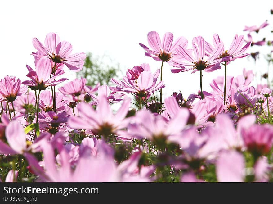 Blossom Pink Flower In A Beautiful Day.