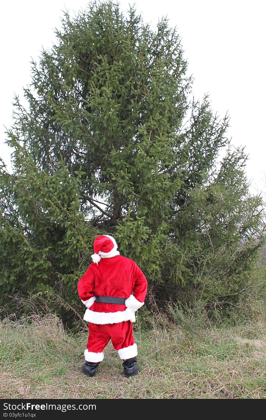 Santa Claus standing in front of a huge evergreen tree. Santa Claus standing in front of a huge evergreen tree.