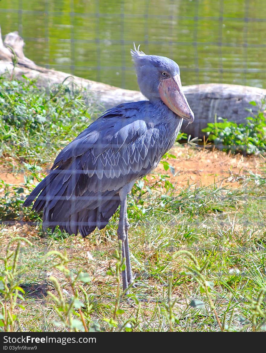 A rare african Shoebill Stork bird at a zoo