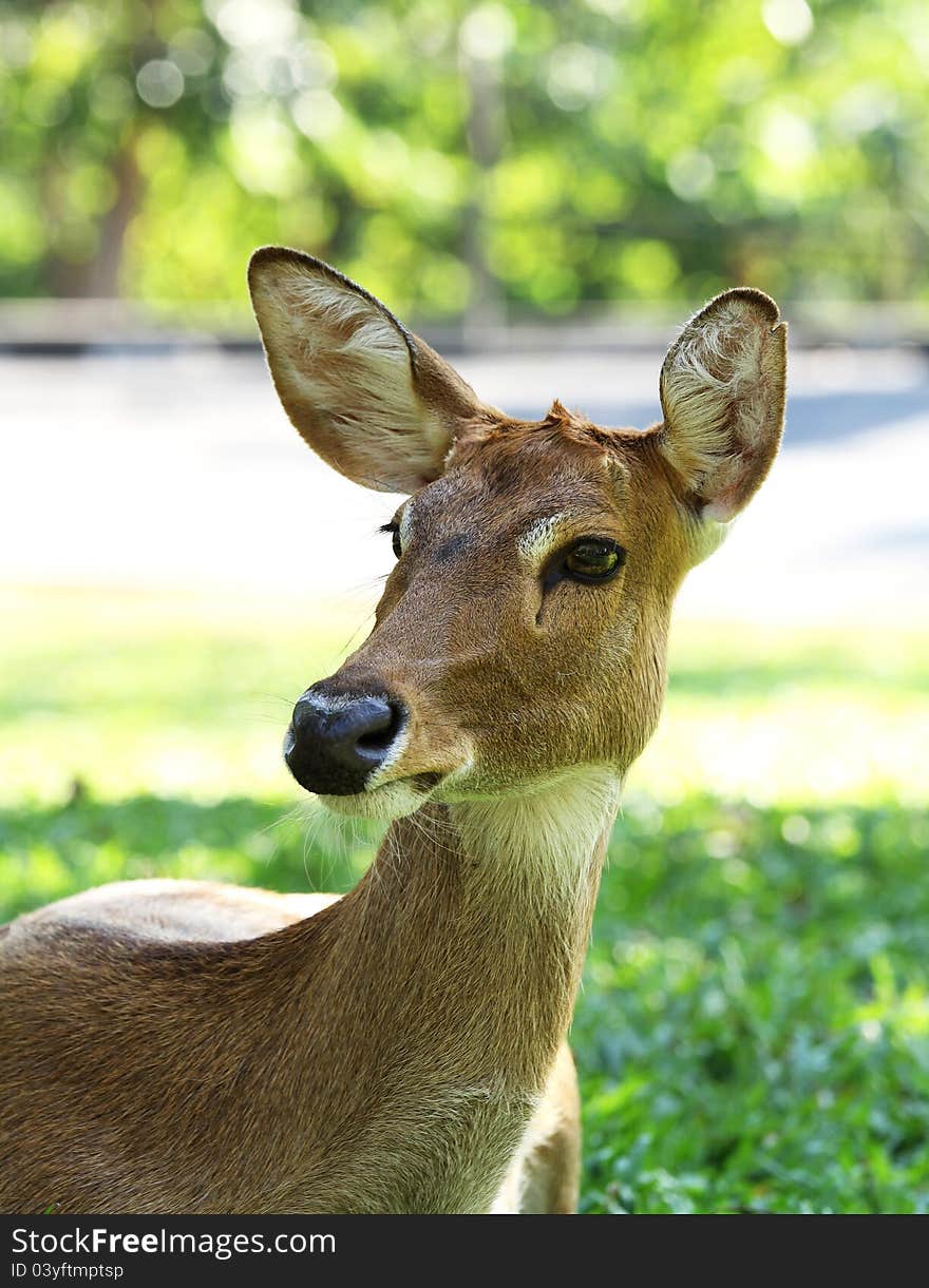 Female deer in the open zoo