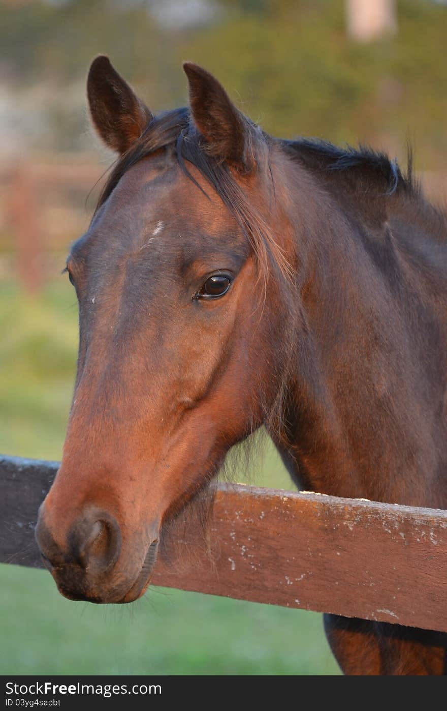 A portrait style image of a common brown horse head leaning over a fence.