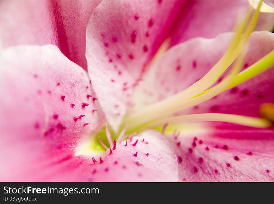 Lilly macro 2