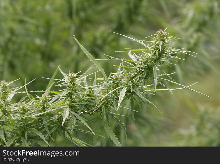 Hemp Plant