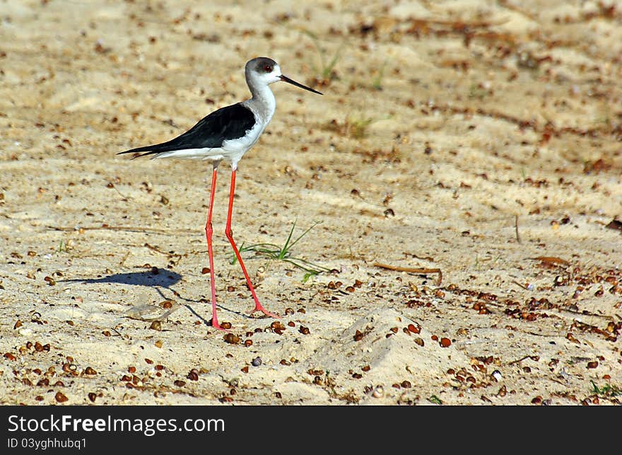 A white stilt and his shadow. Photo taken in Uganda.