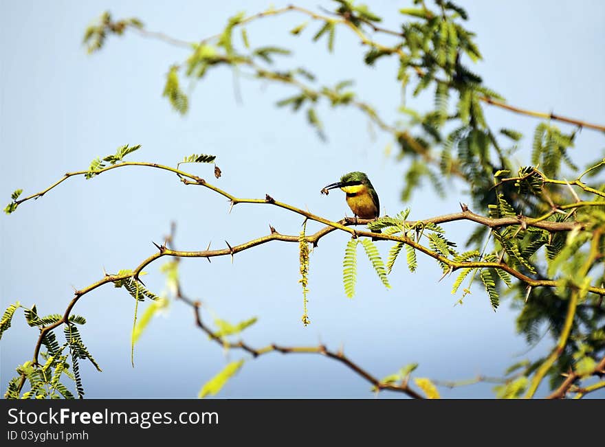 Little bee-eater and his pray alighted on a branch.