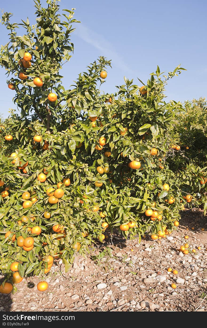 Mandarino with its fruits in Valencia, Spain. Mandarino with its fruits in Valencia, Spain