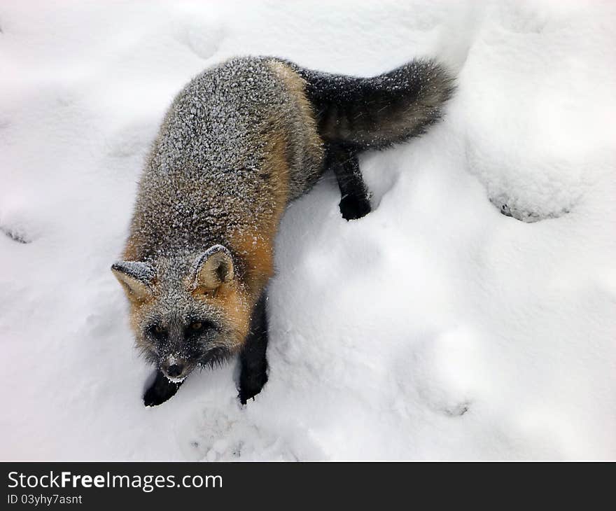 A close up shot of a fox after a light snow. A close up shot of a fox after a light snow