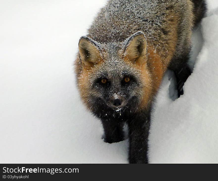 A close up shot of a fox after a light snow. A close up shot of a fox after a light snow