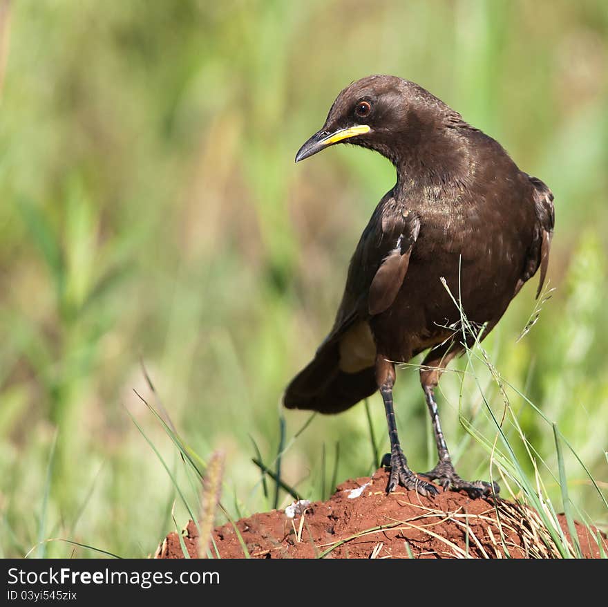 Pied Starling looking down