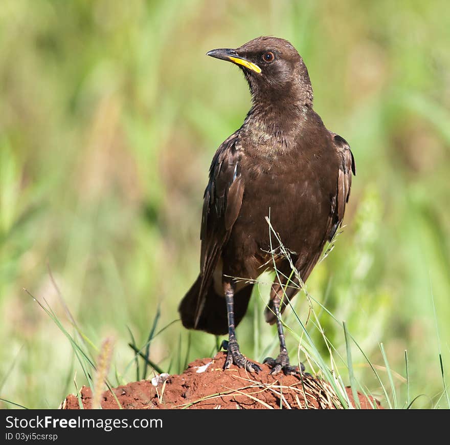 Frowning Pied Starling staring with beak in air. Frowning Pied Starling staring with beak in air