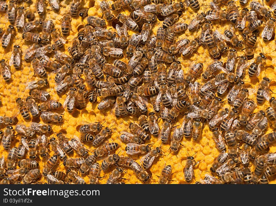 Bees in a beehive honeycomb fill. Bees in a beehive honeycomb fill