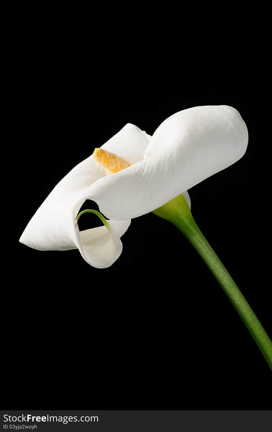 A beautiful white calla lily (zantedeschia) on a black background