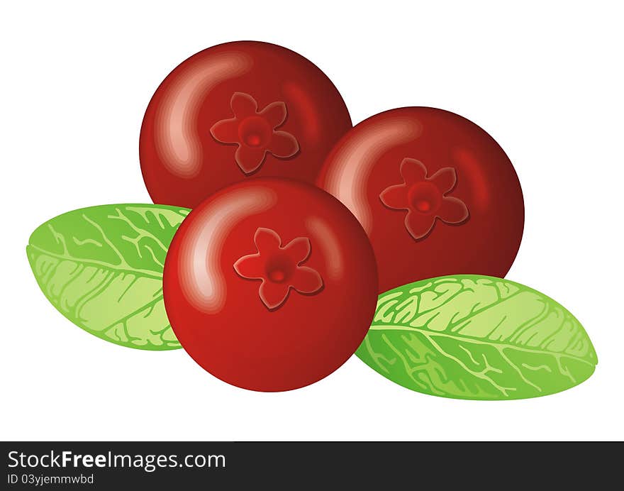 Vector illustration of Cowberry with lraves