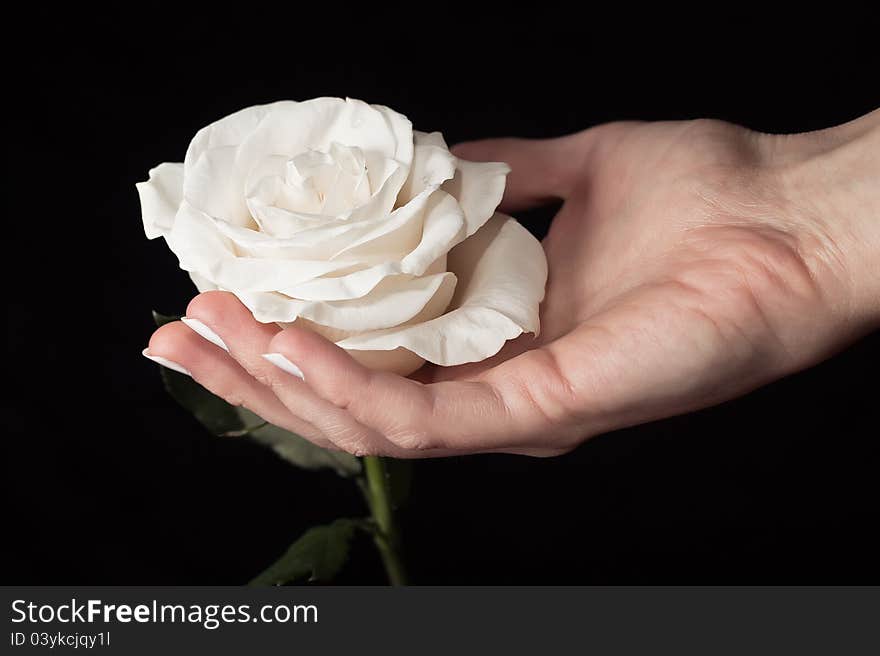 White rose and hand on a black background