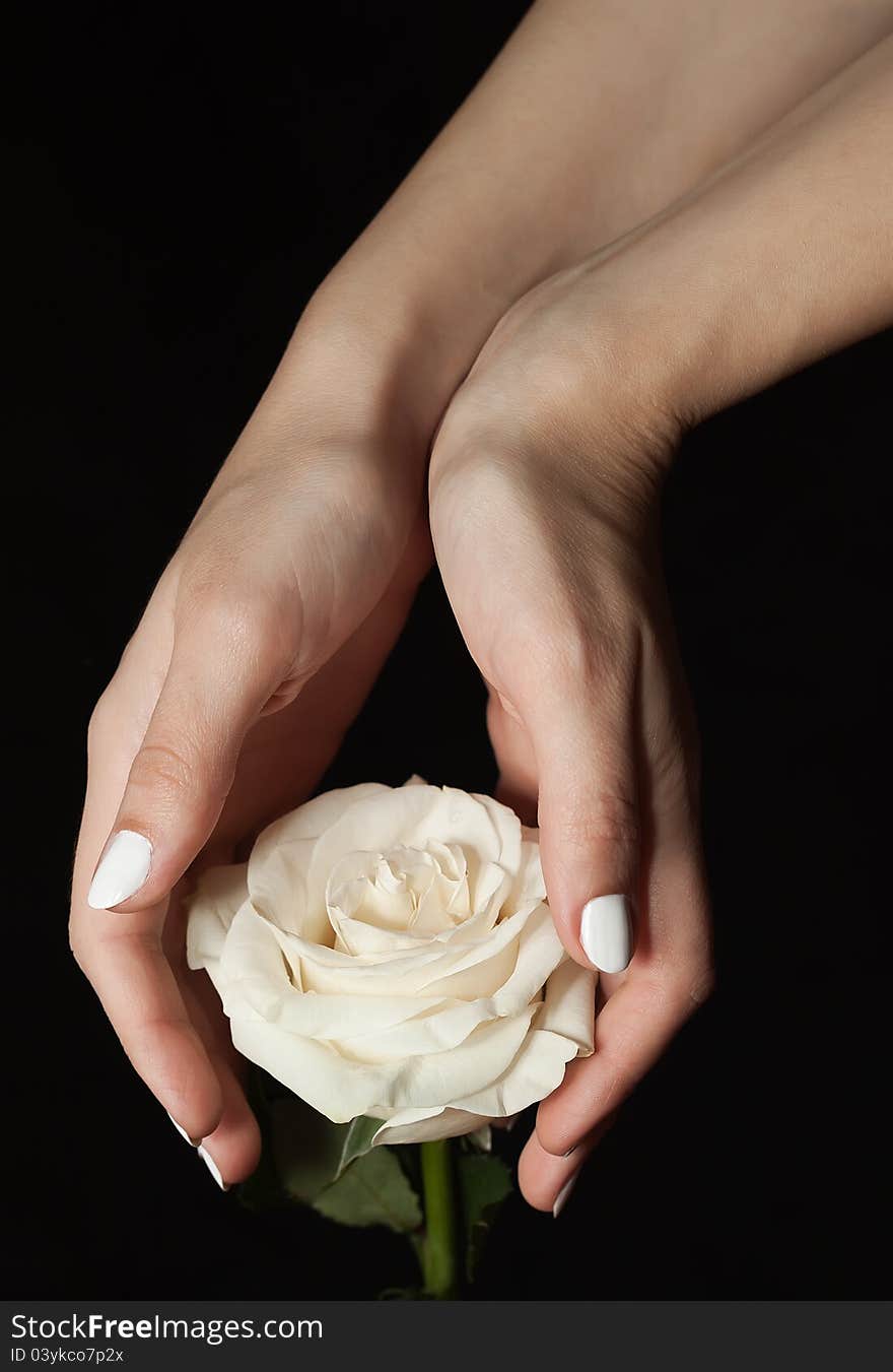 White rose and hands on a black background