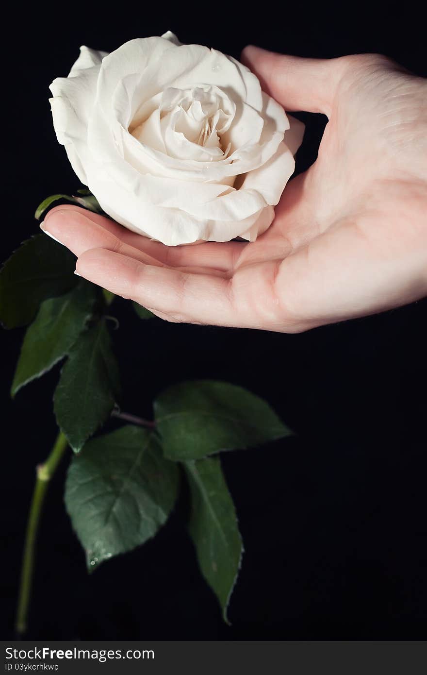 White rose and hand on a black background