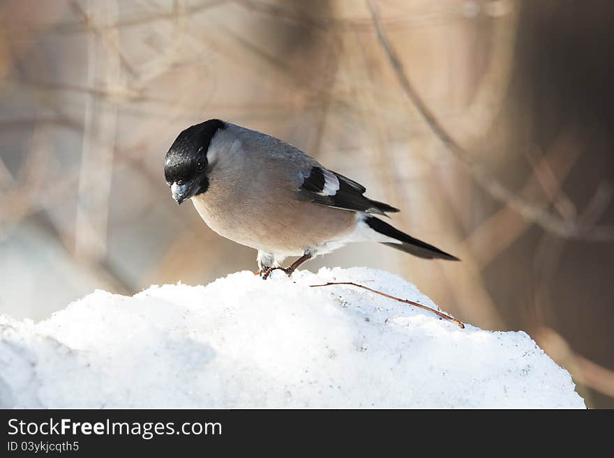 Bullfinch on snowdrift