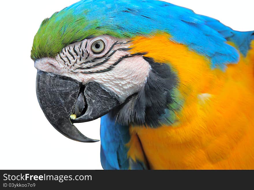 Parrot Macaw Head Close Up