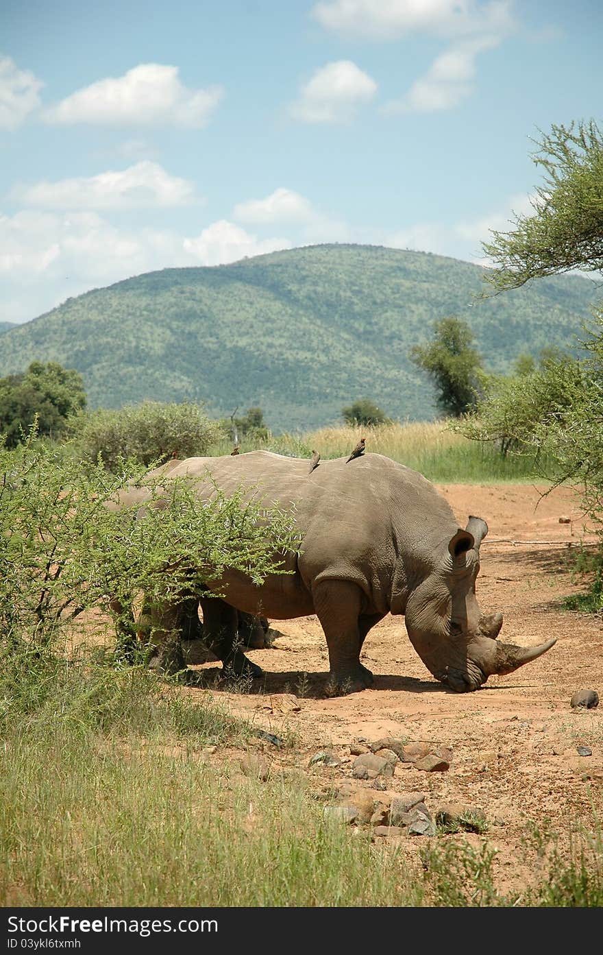 A lone Rhinoceros with birds on its back