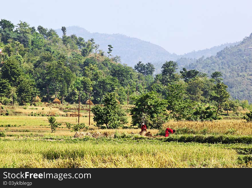 Nepalese women at work