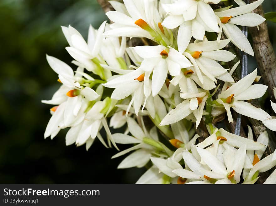 White orchids in natural environment