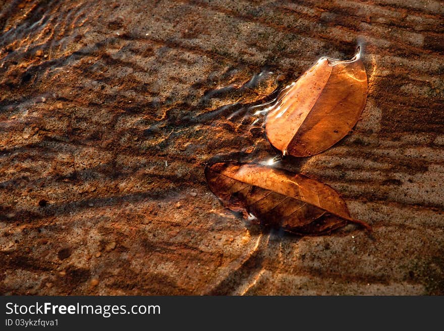 The gold leaf with water in the evening before sunset.