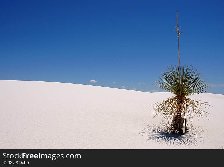 Plant on a sand dune in white sands national monument New Mexico, USA. Plant on a sand dune in white sands national monument New Mexico, USA