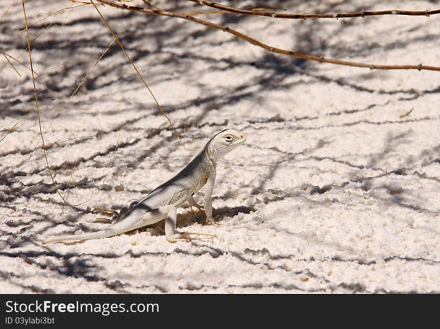 Lizard In White Sand NP