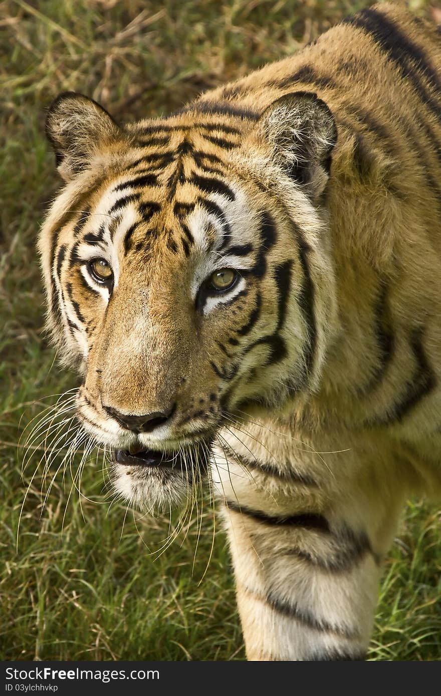 A Royal Bengal tiger looks for pray