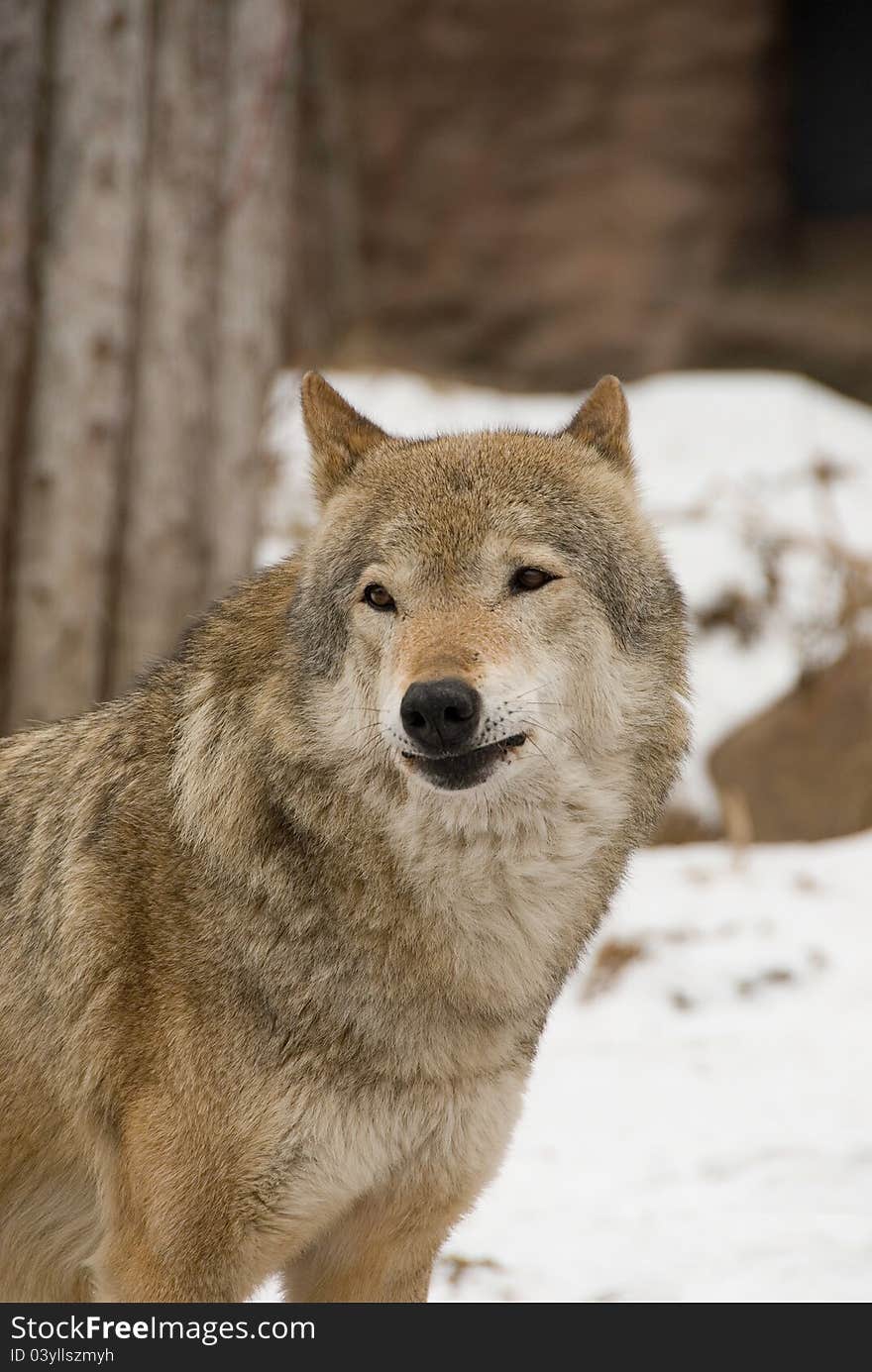 Portrait of the wolf, vertical frame. Portrait of the wolf, vertical frame