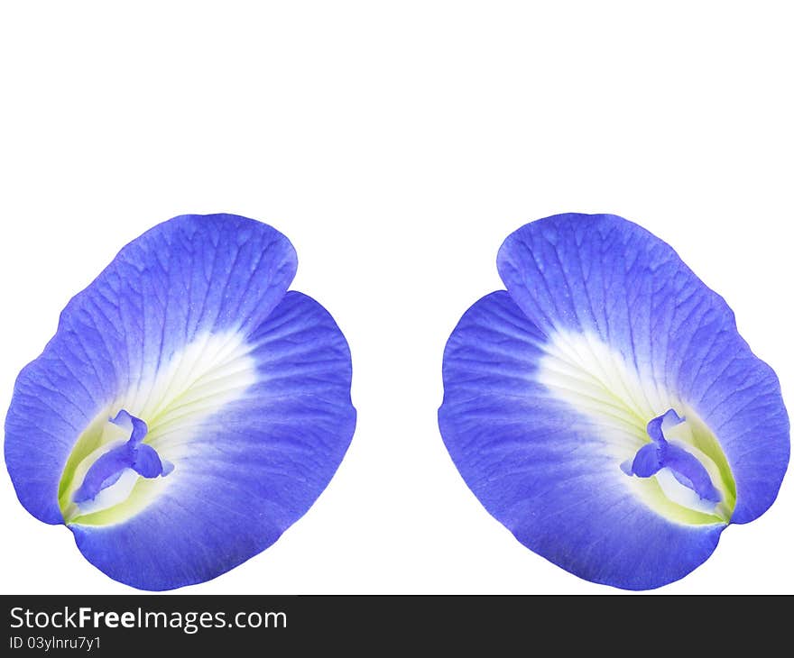 Butterfly Pea Flower