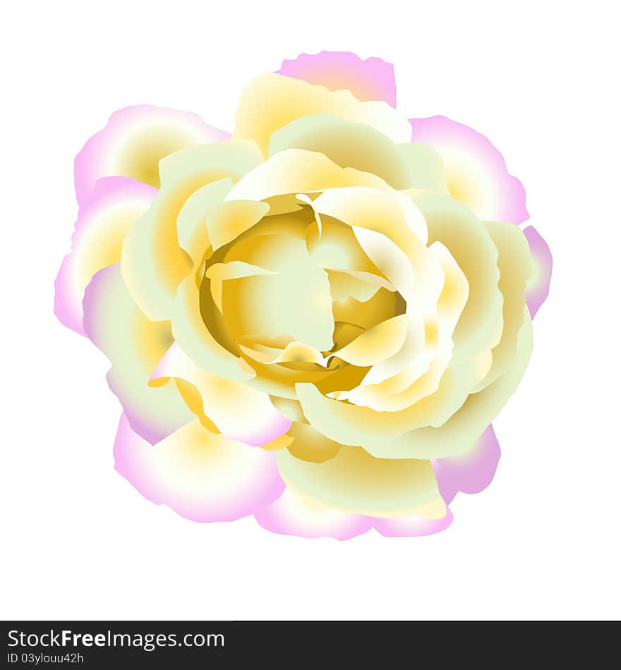 Gentle rose may be used like decorative element. Gentle rose may be used like decorative element