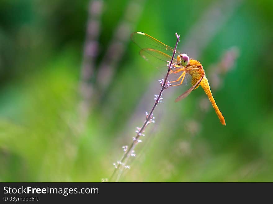 Yellow dragonfly in the green and yellow garden