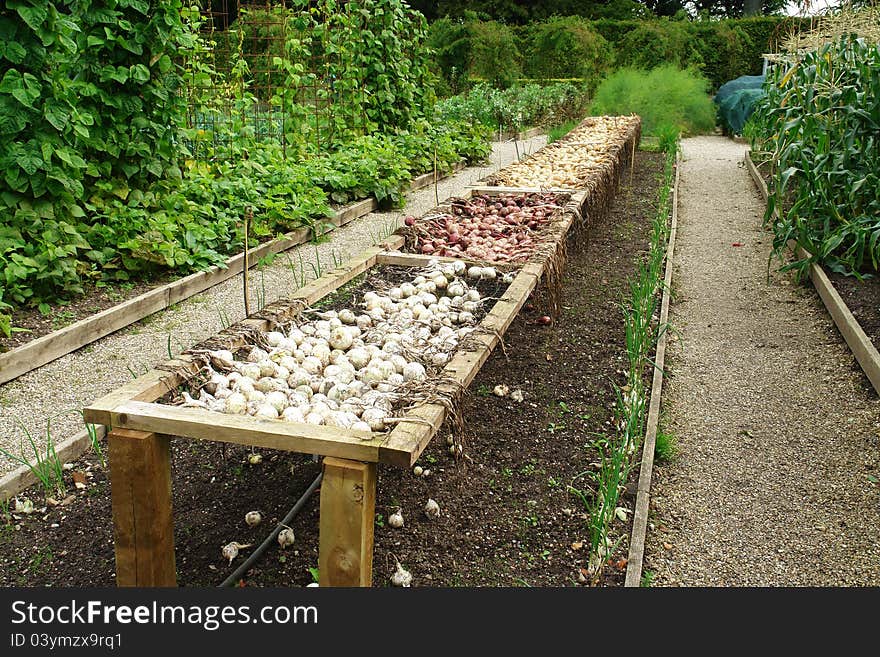 Ripe onions after the harvest