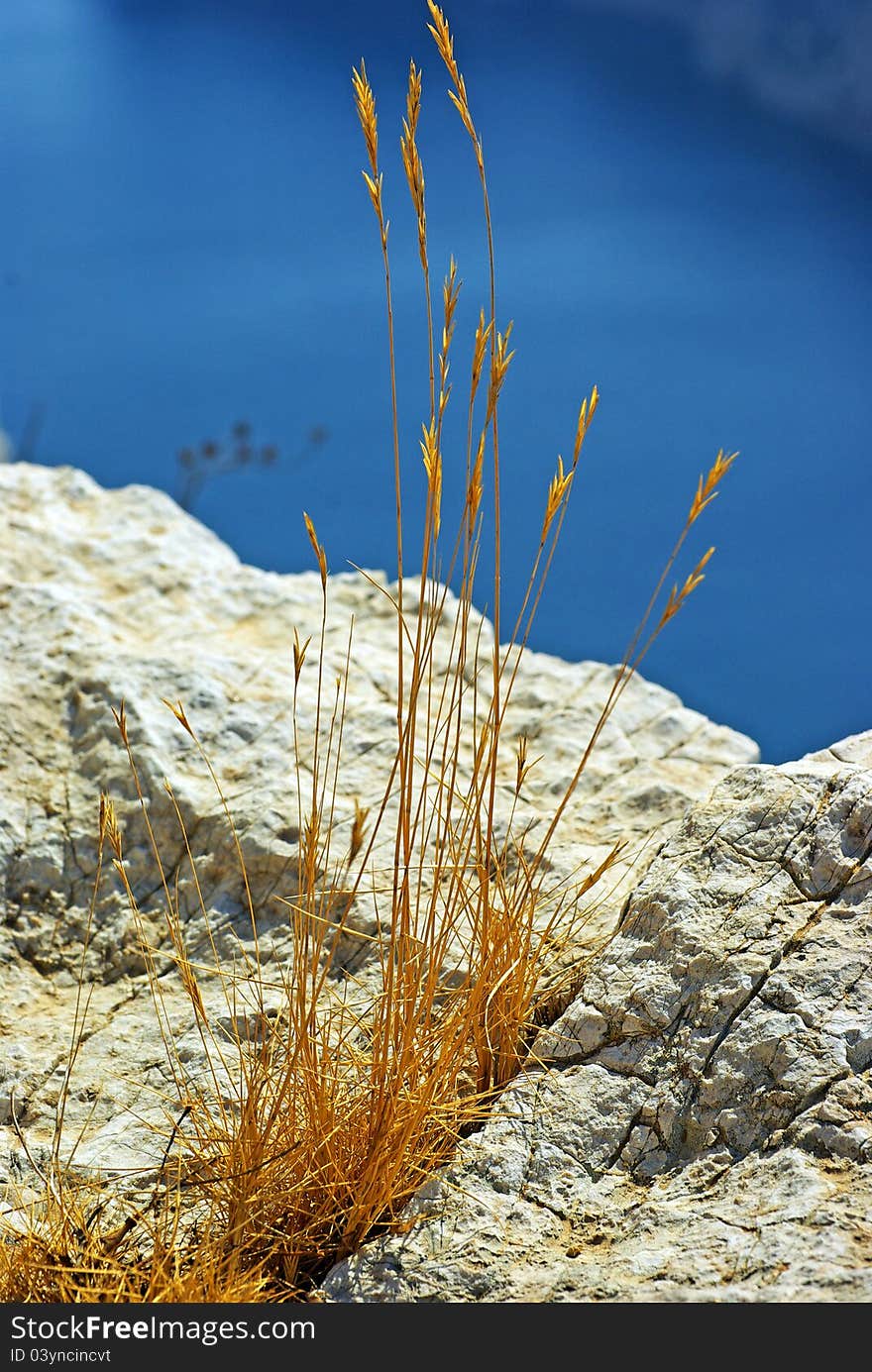 Flora of the calanques (steep-walled inlet developed in limestone) in the south of France. Flora of the calanques (steep-walled inlet developed in limestone) in the south of France.