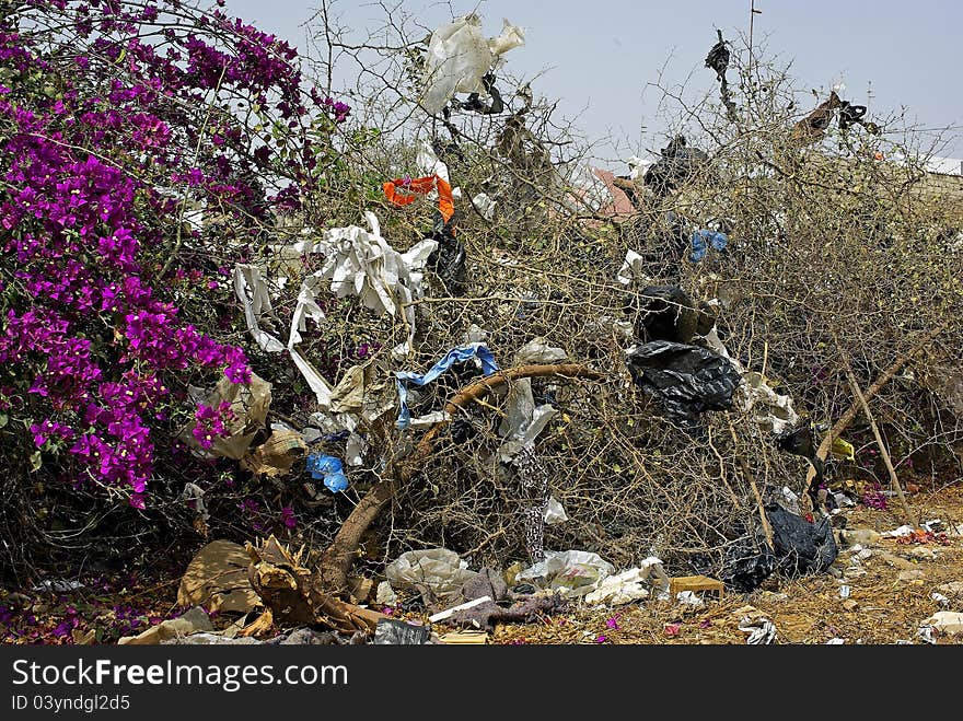 Plastic bags hung on shrubs. Plastic bags hung on shrubs