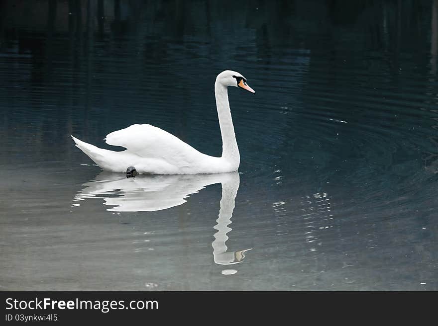 Portrait of a beautiful white swan floating on a mirror surface of the lake. Portrait of a beautiful white swan floating on a mirror surface of the lake