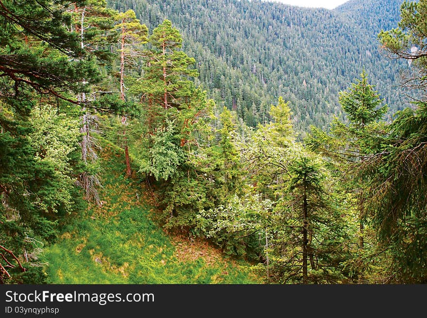 Alpine Forest