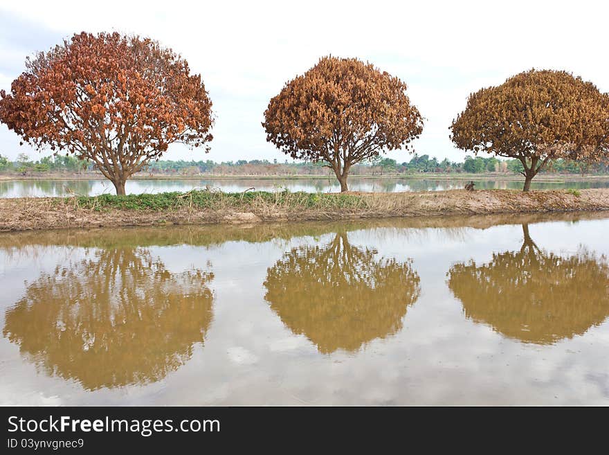 The death of three mango trees on a ridge in the water. The death of three mango trees on a ridge in the water.